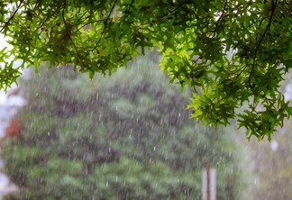 A foto mostra folhas de árvores com gotas de chuva caindo
