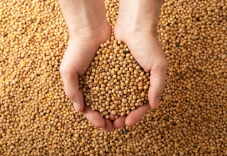 A foto mostra duas mãos segurando grãos de soja