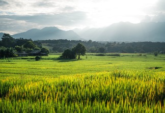 A foto mostra campos e lavoura de arroz