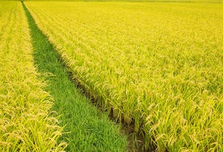 A foto mostra uma lavoura de arroz