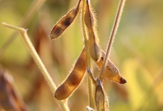 A foto mostra plantas de soja