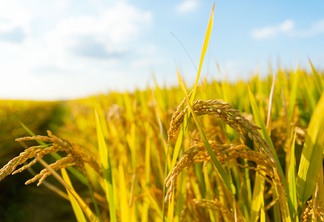 A foto mostra plantas de arroz