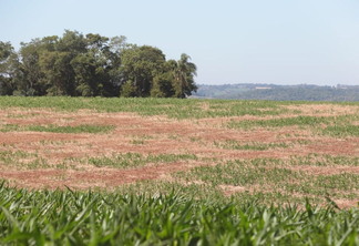 Foto de lavoura afetada por estiagem. Foto de lavoura afetada por estiagem.