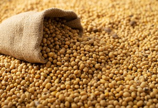 A foto mostra grãos de soja