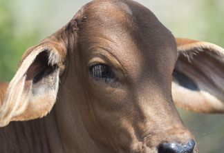 Foto de bovino com pelo marrom.