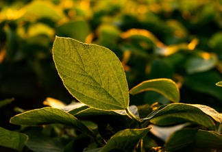 Closeup de folhas verdes da planta de soja.