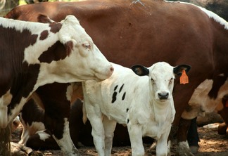 A foto mostra uma vaca e um bezerro