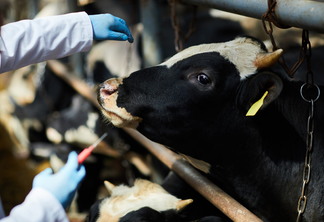 A China é responsável pela compra de mais de 50% da carne bovina exportada | Foto: Envato 
