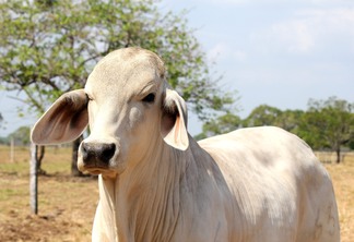 Em 2022 foram abatidos 637,4 mil bovinos nos estabelecimentos inspecionados do Estado | Foto: Pixabay/Divulgação 