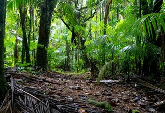 Foto de trilha na Mata Atlântica. Foto de trilha na Mata Atlântica.