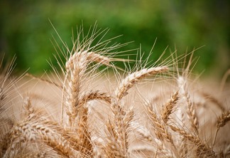 A foto mostra plantas de trigo