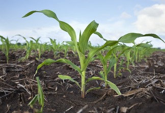 A produção mundial é estimada em 1,15 bilhão de toneladas | Foto: Envato  A produção mundial é estimada em 1,15 bilhão de toneladas | Foto: Envato