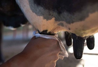 Imagem mostra uma mão limpando úbere de vaca antes da ordenha