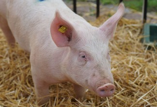 As exportações brasileiras de carne suína registraram bom desempenho em fevereiro | Foto: Pixabay