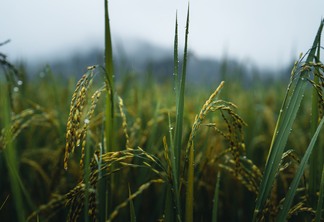 Os preços do arroz estão se sustentando ao longo de março | Foto: Envato