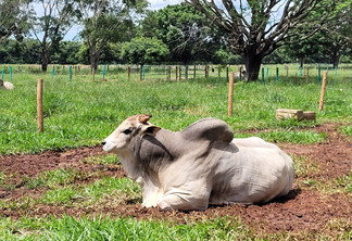 A foto mostra um boi no pasto A foto mostra um boi no pasto