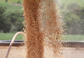 Imagem mostra grãos de soja caindo em caminhão graneleiro