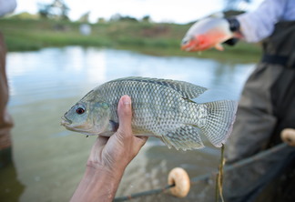 Imagem mostra mão masculina segurando um peixe em um açude Imagem mostra mão masculina segurando um peixe em um açude