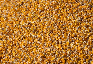 Imagem mostra grãos de milho