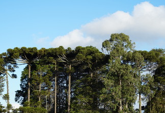 Imagem mostra araucárias, árvores produtoras de pinhão