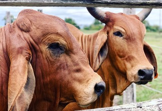 A foto mostra dois bovinos atrás de uma cerca.
