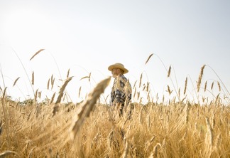 A foto mostra um homem vestindo camisa xadrez e chapéu, no meio de uma lavoura de trigo
