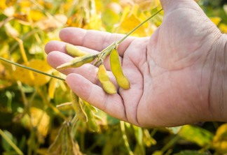 A foto mostra uma palma masculina segurando uma vagem de soja. A foto mostra uma palma masculina segurando uma vagem de soja.