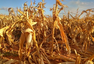 A foto mostra uma lavoura de milho afetada pela estiagem de 2022 em Manoel Viana/RS