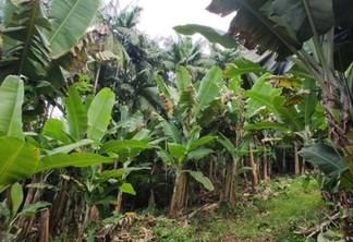 Plantas de banana sombreadas por palmeiras