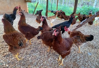 galinhas de postura em galinheiro