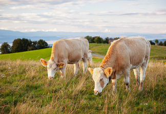 Captura de bovinos - Haute-Savoie, França