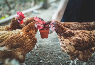 galinhas comendo comida na fazenda.