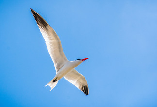 Flying Caspian Tern (Hydroprogne caspia), fundo do céu azul; Área da baía de São Francisco, Califórnia