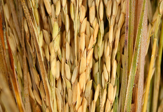 A foto mostra plantas de arroz A foto mostra plantas de arroz