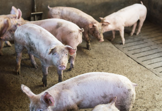 Porcos em uma fazenda Porcos em uma fazenda