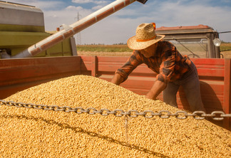 Agricultor sênior em reboque de trator supervisiona a colheita da soja.