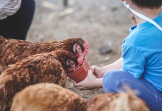 A mão do garotinho alimentando galinhas em uma fazenda de galinhas.