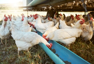 Conab prevê recorde histórico na produção de carne de frango em 2024: 16 milhões de toneladas