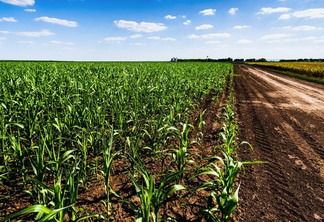 Cultivating corn
