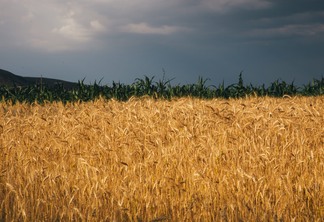 Cepea aponta queda nos preços de lotes do trigo e baixa demanda no mercado de açúcar cristal 
