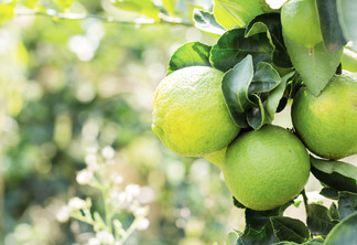 Tahiti em alta nos mercados interno e externo  Tahiti em alta nos mercados interno e externo