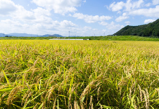 Alta demanda externa impulsiona cotações do arroz brasileiro