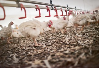 Gripe aviária: entidades de Santa Catarina protestam contra suspensão do Japão para exportação de frango
