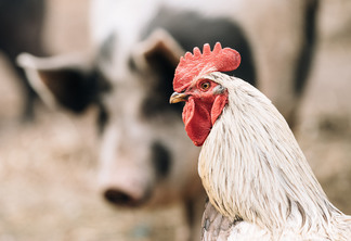 Custos de produção de suínos e frangos de corte apresentam queda em junho