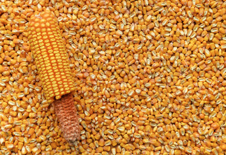 Exportação de milho pode atingir 9,859 milhões de toneladas em agosto
