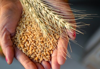 Safra do trigo: semeadura já se encontra em estágio final