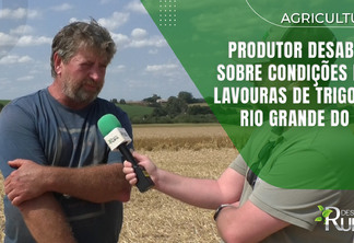 Produtor desabafa sobre condições das lavouras de trigo do Rio Grande do Sul
