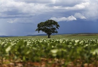 Alto Paraíso (GO) - Plantação de soja em área do  município de Alto Paraíso (Marcelo Camargo/Agência Brasil)