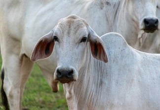 A imagem mostra um gado nelore de pelagem branca