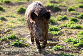 Foto: Pexels Foto: Pexels